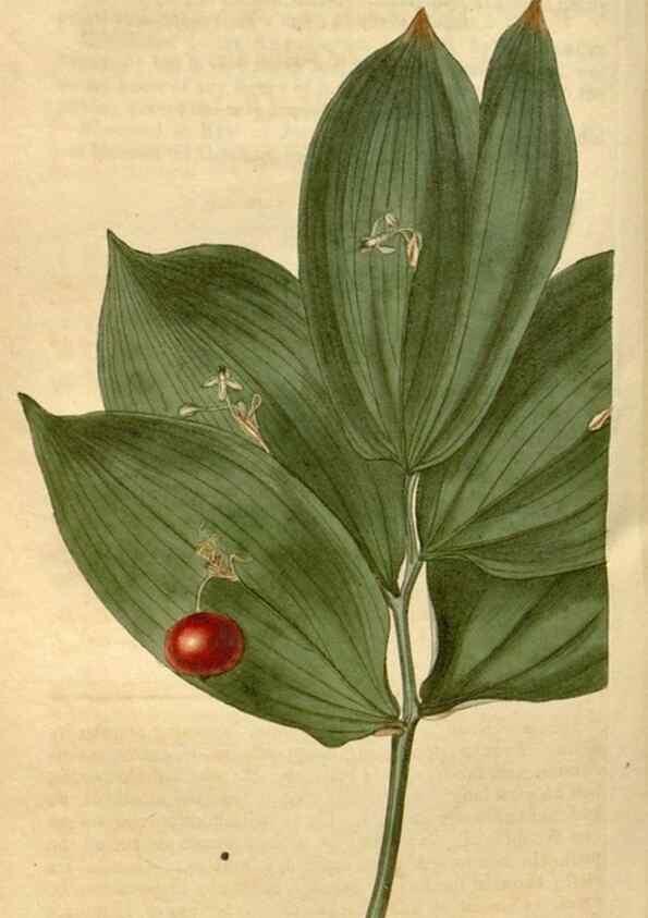 Reproducción/Reproduction 34345015474: Curtis's botanical magazine.. London ; New York [etc.] :Academic Press [etc.]