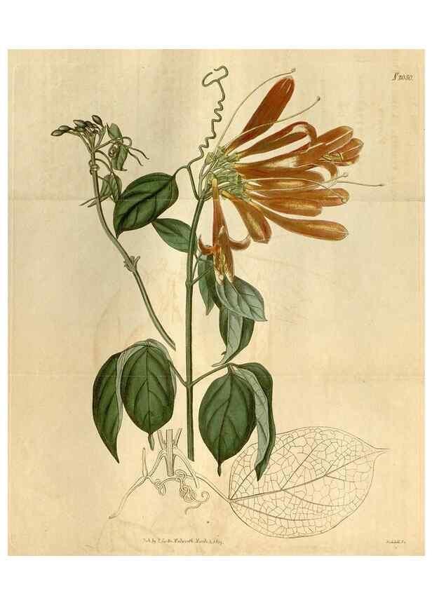 Reproducción/Reproduction 35024358952: Curtis's botanical magazine.. London ; New York [etc.] :Academic Press [etc.]