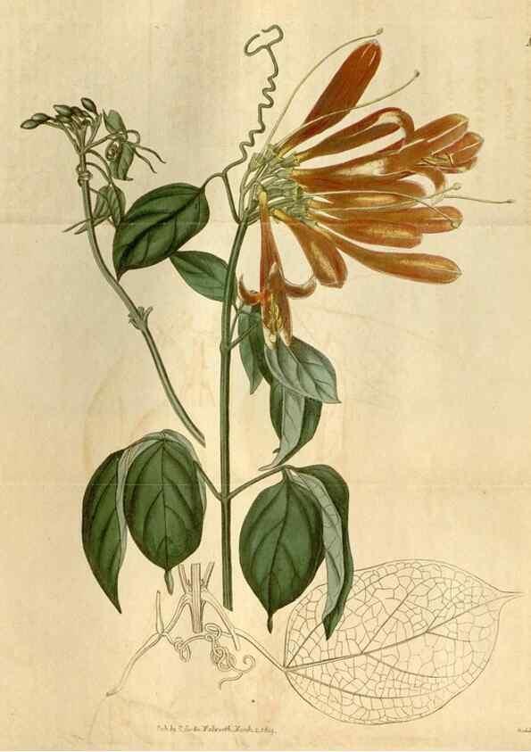 Reproducción/Reproduction 35024358952: Curtis's botanical magazine.. London ; New York [etc.] :Academic Press [etc.]