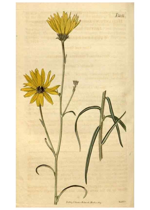 Reproducción/Reproduction 35024360022: Curtis's botanical magazine.. London ; New York [etc.] :Academic Press [etc.]