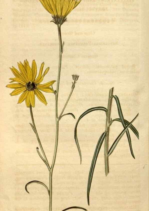 Reproducción/Reproduction 35024360022: Curtis's botanical magazine.. London ; New York [etc.] :Academic Press [etc.]