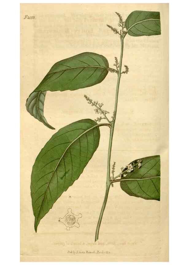 Reproducción/Reproduction 35024361042: Curtis's botanical magazine.. London ; New York [etc.] :Academic Press [etc.]