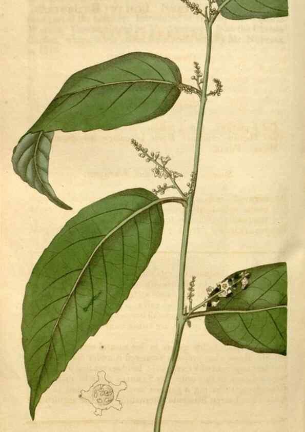 Reproducción/Reproduction 35024361042: Curtis's botanical magazine.. London ; New York [etc.] :Academic Press [etc.]