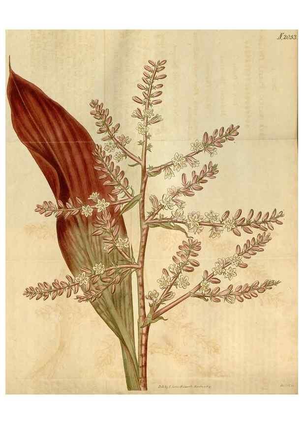 Reproducción/Reproduction 35024361722: Curtis's botanical magazine.. London ; New York [etc.] :Academic Press [etc.]