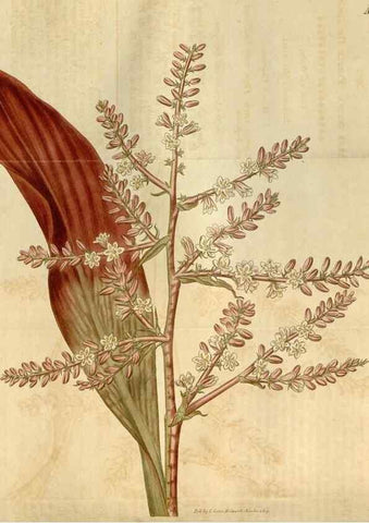 Reproducción/Reproduction 35024361722: Curtis's botanical magazine.. London ; New York [etc.] :Academic Press [etc.]