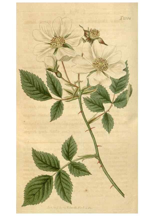 Reproducción/Reproduction 34345023424: Curtis's botanical magazine.. London ; New York [etc.] :Academic Press [etc.]