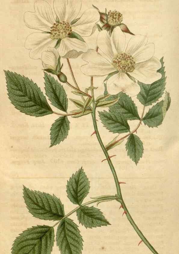 Reproducción/Reproduction 34345023424: Curtis's botanical magazine.. London ; New York [etc.] :Academic Press [etc.]
