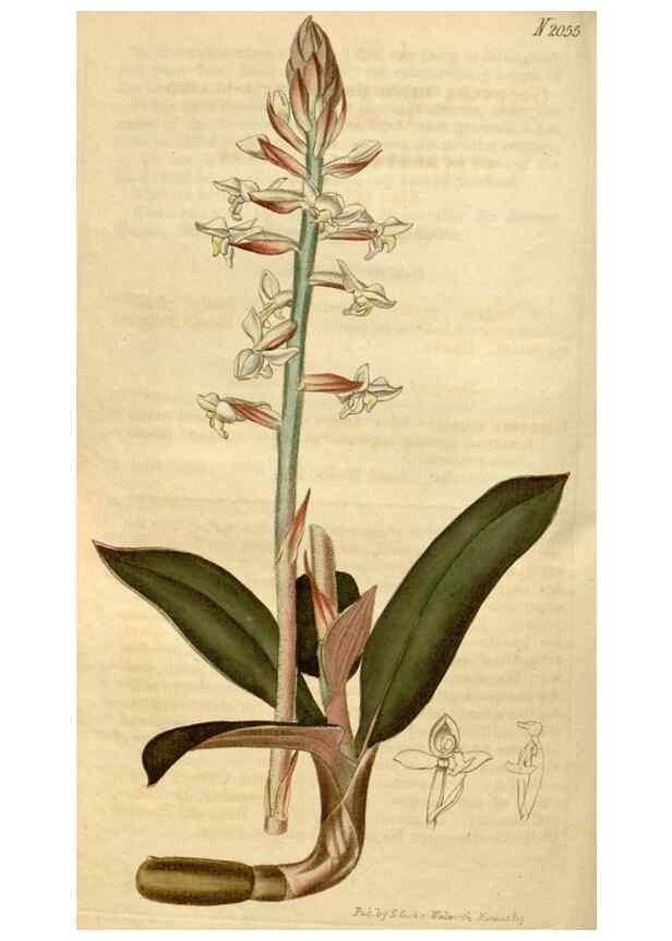 Reproducción/Reproduction 34345025674: Curtis's botanical magazine.. London ; New York [etc.] :Academic Press [etc.]