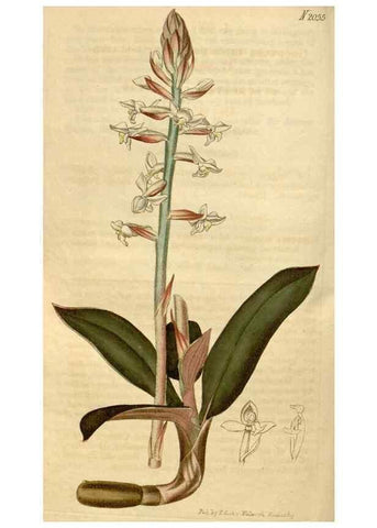 Reproducción/Reproduction 34345025674: Curtis's botanical magazine.. London ; New York [etc.] :Academic Press [etc.]