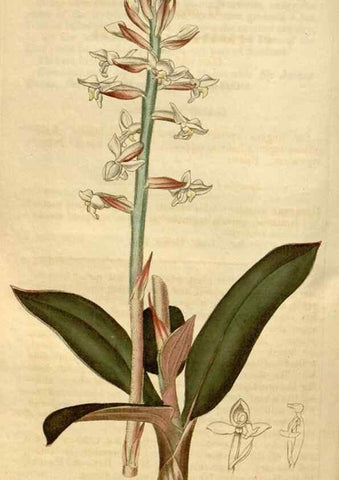 Reproducción/Reproduction 34345025674: Curtis's botanical magazine.. London ; New York [etc.] :Academic Press [etc.]
