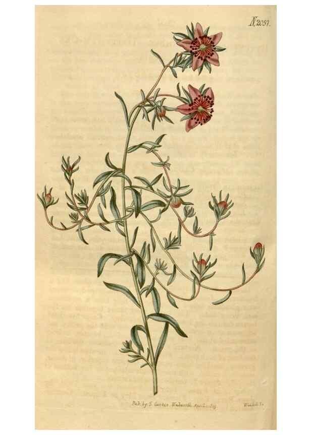 Reproducción/Reproduction 35059214611: Curtis's botanical magazine.. London ; New York [etc.] :Academic Press [etc.]