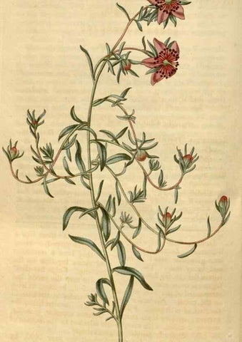 Reproducción/Reproduction 35059214611: Curtis's botanical magazine.. London ; New York [etc.] :Academic Press [etc.]