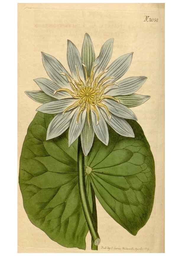 Reproducción/Reproduction 35059217511: Curtis's botanical magazine.. London ; New York [etc.] :Academic Press [etc.]