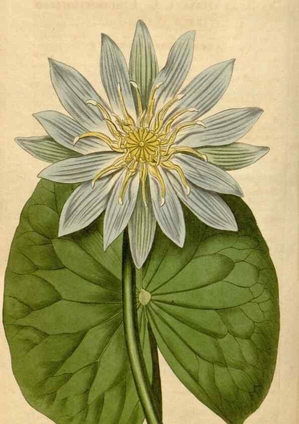 Reproducción/Reproduction 35059217511: Curtis's botanical magazine.. London ; New York [etc.] :Academic Press [etc.]