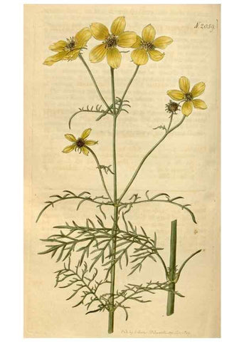 Reproducción/Reproduction 35059219901: Curtis's botanical magazine.. London ; New York [etc.] :Academic Press [etc.]
