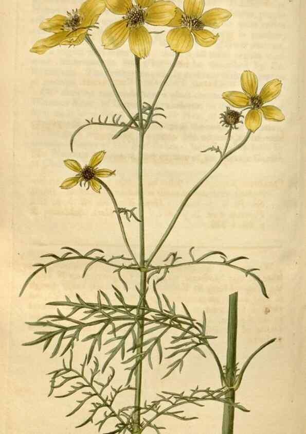 Reproducción/Reproduction 35059219901: Curtis's botanical magazine.. London ; New York [etc.] :Academic Press [etc.]