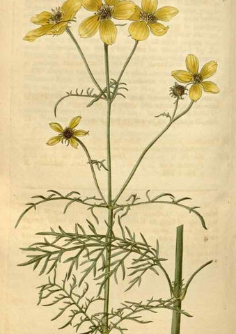 Reproducción/Reproduction 35059219901: Curtis's botanical magazine.. London ; New York [etc.] :Academic Press [etc.]