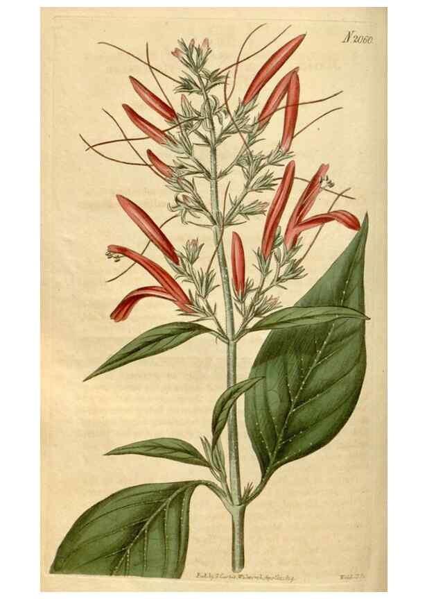 Reproducción/Reproduction 35059222561: Curtis's botanical magazine.. London ; New York [etc.] :Academic Press [etc.]