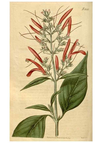 Reproducción/Reproduction 35059222561: Curtis's botanical magazine.. London ; New York [etc.] :Academic Press [etc.]