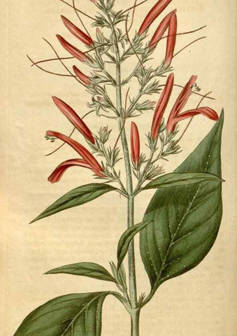 Reproducción/Reproduction 35059222561: Curtis's botanical magazine.. London ; New York [etc.] :Academic Press [etc.]