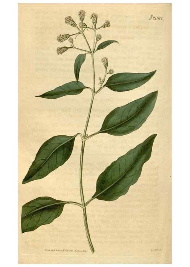 Reproducción/Reproduction 35059228541: Curtis's botanical magazine.. London ; New York [etc.] :Academic Press [etc.]