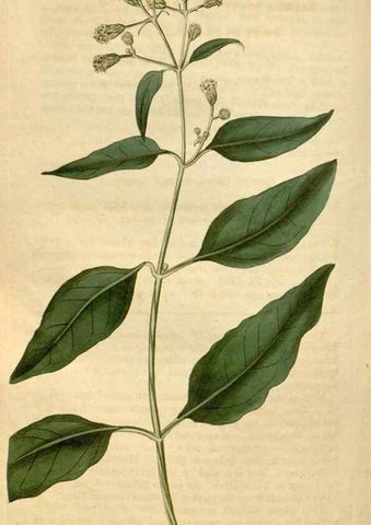 Reproducción/Reproduction 35059228541: Curtis's botanical magazine.. London ; New York [etc.] :Academic Press [etc.]
