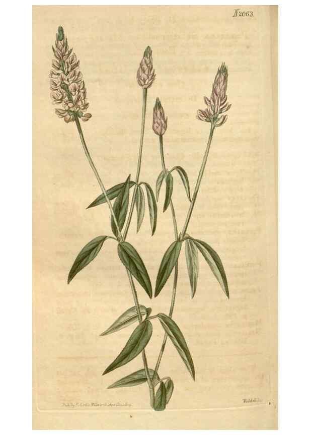 Reproducción/Reproduction 35189659975: Curtis's botanical magazine.. London ; New York [etc.] :Academic Press [etc.]