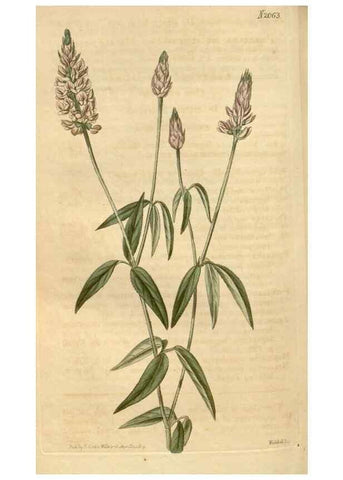 Reproducción/Reproduction 35189659975: Curtis's botanical magazine.. London ; New York [etc.] :Academic Press [etc.]