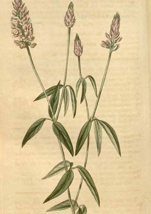 Reproducción/Reproduction 35189659975: Curtis's botanical magazine.. London ; New York [etc.] :Academic Press [etc.]