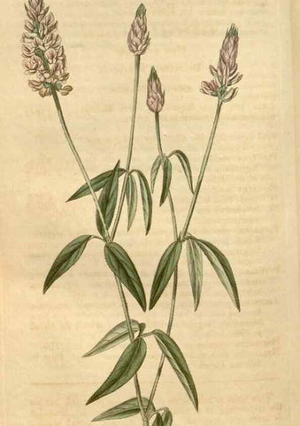 Reproducción/Reproduction 35189659975: Curtis's botanical magazine.. London ; New York [etc.] :Academic Press [etc.]