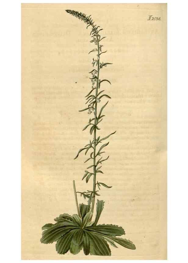 Reproducción/Reproduction 35059212031: Curtis's botanical magazine.. London ; New York [etc.] :Academic Press [etc.]