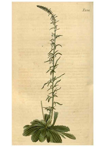 Reproducción/Reproduction 35059212031: Curtis's botanical magazine.. London ; New York [etc.] :Academic Press [etc.]