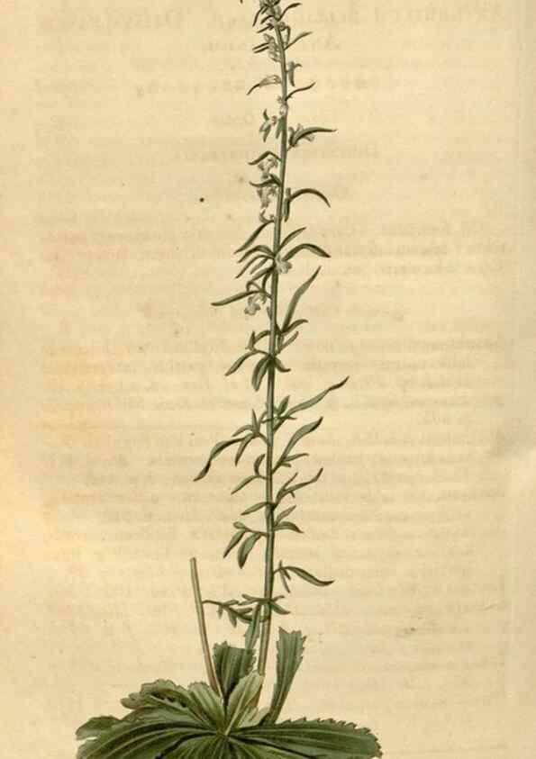 Reproducción/Reproduction 35059212031: Curtis's botanical magazine.. London ; New York [etc.] :Academic Press [etc.]