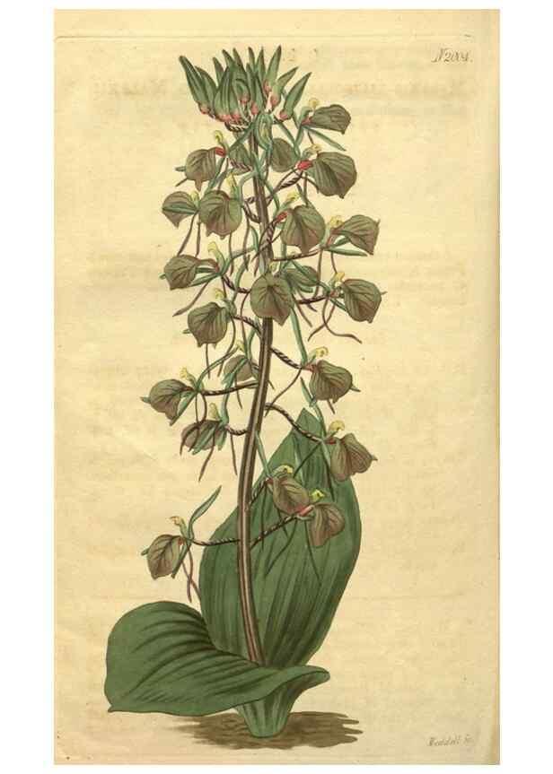 Reproducción/Reproduction 35149254016: Curtis's botanical magazine.. London ; New York [etc.] :Academic Press [etc.]