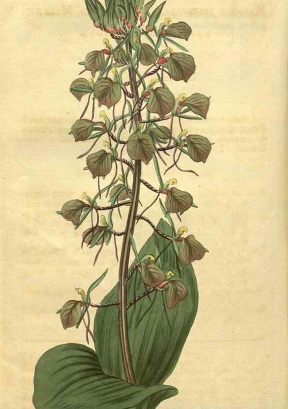 Reproducción/Reproduction 35149254016: Curtis's botanical magazine.. London ; New York [etc.] :Academic Press [etc.]