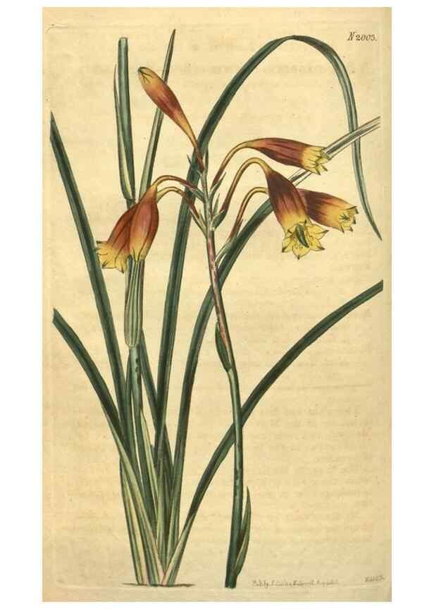 Reproducción/Reproduction 35149252896: Curtis's botanical magazine.. London ; New York [etc.] :Academic Press [etc.]