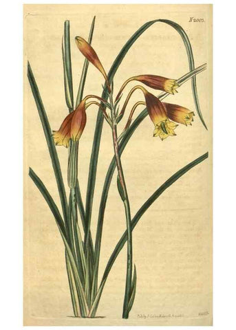 Reproducción/Reproduction 35149252896: Curtis's botanical magazine.. London ; New York [etc.] :Academic Press [etc.]