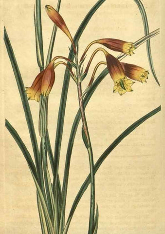 Reproducción/Reproduction 35149252896: Curtis's botanical magazine.. London ; New York [etc.] :Academic Press [etc.]