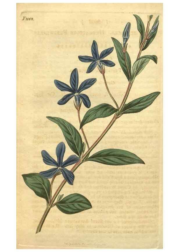 Reproducción/Reproduction 35149251216: Curtis's botanical magazine.. London ; New York [etc.] :Academic Press [etc.]