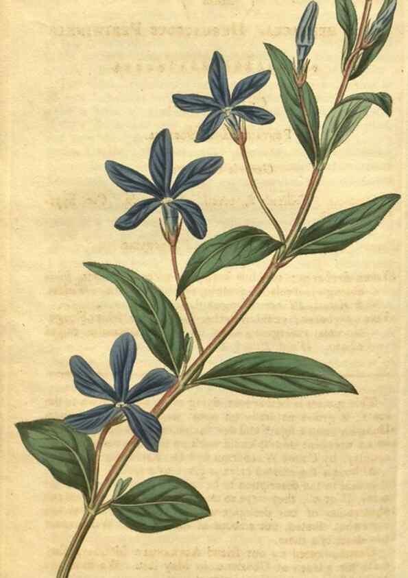 Reproducción/Reproduction 35149251216: Curtis's botanical magazine.. London ; New York [etc.] :Academic Press [etc.]