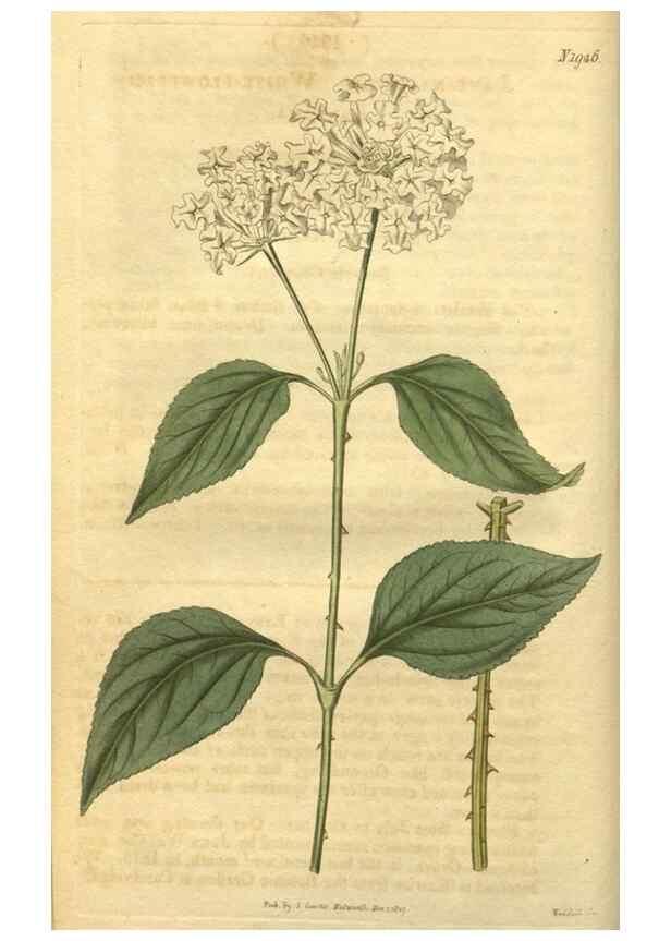 Reproducción/Reproduction 35149150046: Curtis's botanical magazine.. London ; New York [etc.] :Academic Press [etc.]