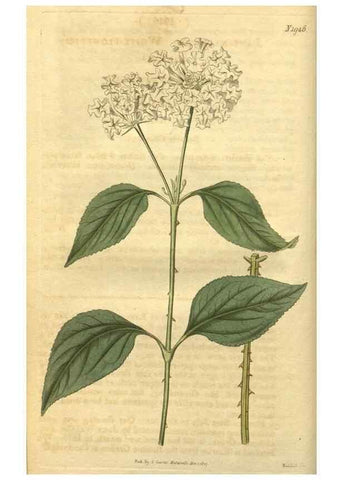 Reproducción/Reproduction 35149150046: Curtis's botanical magazine.. London ; New York [etc.] :Academic Press [etc.]
