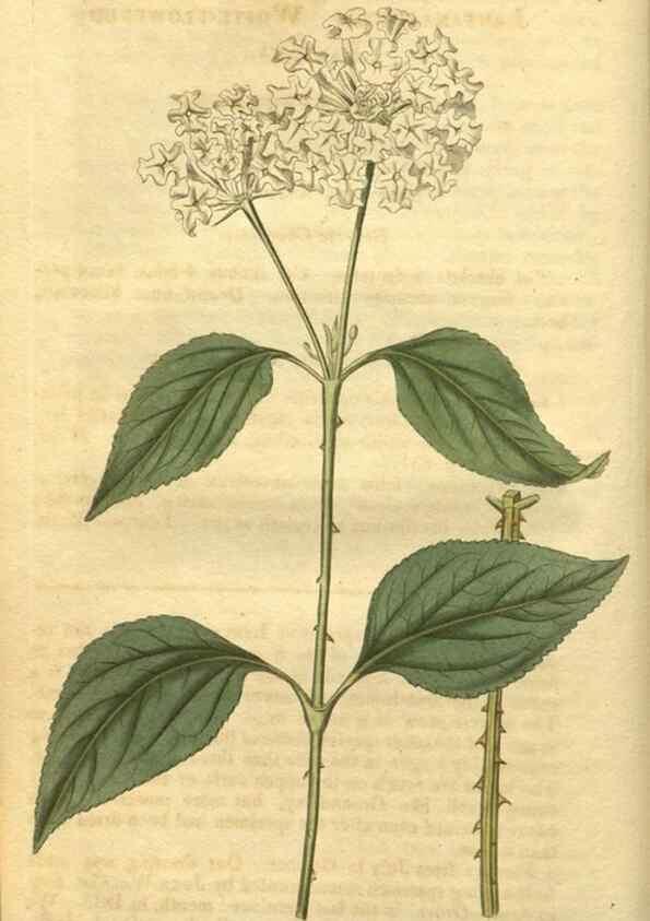 Reproducción/Reproduction 35149150046: Curtis's botanical magazine.. London ; New York [etc.] :Academic Press [etc.]