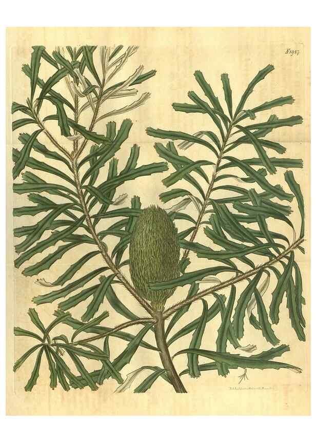 Reproducción/Reproduction 34344751284: Curtis's botanical magazine.. London ; New York [etc.] :Academic Press [etc.]