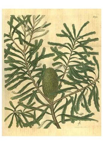 Reproducción/Reproduction 34344751284: Curtis's botanical magazine.. London ; New York [etc.] :Academic Press [etc.]