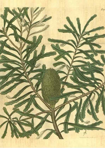 Reproducción/Reproduction 34344751284: Curtis's botanical magazine.. London ; New York [etc.] :Academic Press [etc.]