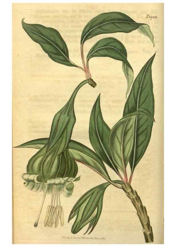 Reproducción/Reproduction 34344754394: Curtis's botanical magazine.. London ; New York [etc.] :Academic Press [etc.]