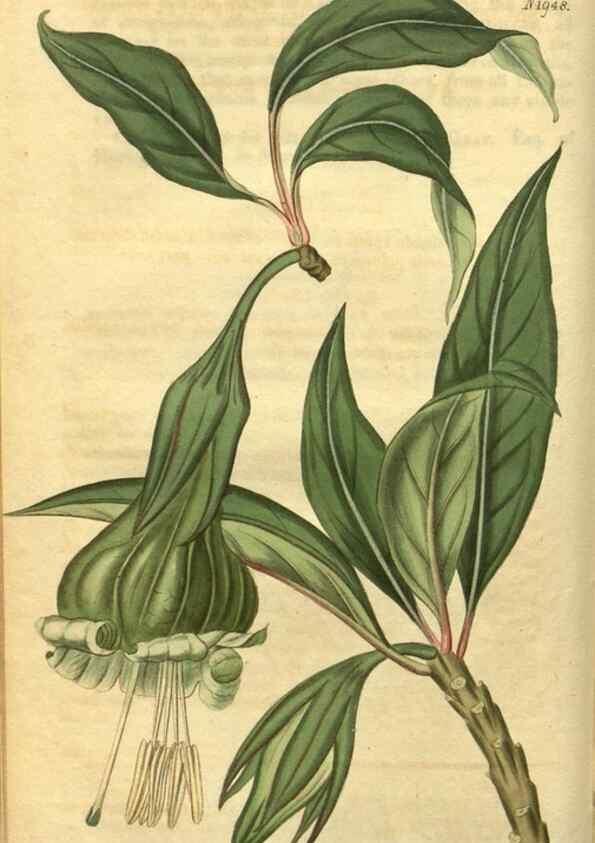 Reproducción/Reproduction 34344754394: Curtis's botanical magazine.. London ; New York [etc.] :Academic Press [etc.]