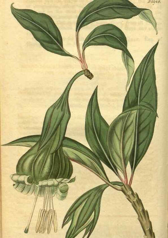 Reproducción/Reproduction 34344754394: Curtis's botanical magazine.. London ; New York [etc.] :Academic Press [etc.]