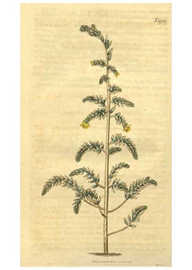 Reproducción/Reproduction 35149153946: Curtis's botanical magazine.. London ; New York [etc.] :Academic Press [etc.]